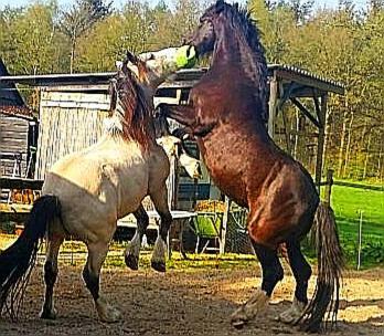 Bed And Breakfast Het Oude Bos Wijnjewoude 외부 사진